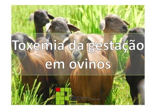 Toxemia da gestação em ovinos