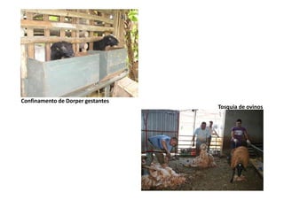 Confinamento de Dorper gestantes
Tosquia de ovinos

 