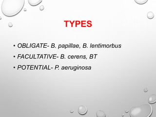 TYPES
• OBLIGATE- B. papillae, B. lentimorbus
• FACULTATIVE- B. cerens, BT
• POTENTIAL- P. aeruginosa
 