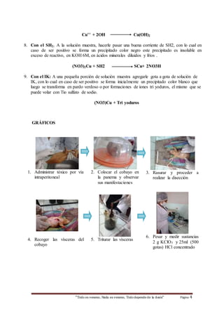 Cu++ + 2OH Cu(OH)2 
8. Con el SH2: A la solución muestra, hacerle pasar una buena corriente de SH2, con lo cual en 
caso de ser positivo se forma un precipitado color negro este precipitado es insoluble en 
exceso de reactivo, en KOH 6M, en ácidos minerales diluidos y fríos . 
(NO3)2Cu + SH2 SCu+ 2NO3H 
9. Con el IK: A una pequeña porción de solución muestra agregarle gota a gota de solución de 
IK, con lo cual en caso de ser positivo se forma inicialmente un precipitado color blanco que 
luego se transforma en pardo verdoso o por formaciones de iones tri yoduros, el mismo que se 
puede volar con Tio sulfato de sodio. 
(NO3)Cu + Tri yoduros 
“Todo es veneno, Nada es veneno, Todo depende de la dosis“ Página 4 
GRÁFICOS 
1. Administrar tóxico por vía 
intraperitoneal 
2. Colocar el cobayo en 
la panema y observar 
sus manifestaciones 
3. Rasurar y proceder a 
realizar la disección 
4. Recoger las vísceras del 
cobayo 
5. Triturar las vísceras 
6. Pesar y medir sustancias 
2 g KClO3 y 25ml (500 
gotas) HCl concentrado 
 