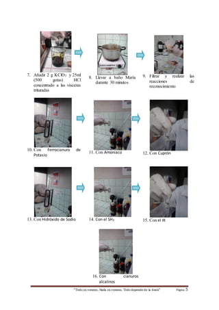 7. Añadir 2 g KClO3 y 25ml 
(500 gotas) HCl 
concentrado a las vísceras 
trituradas 
8. Llevar a baño María 
durante 30 minutos 
9. Filtrar y realizar las 
reacciones de 
reconocimiento 
10. Con Ferrocianuro de 
“Todo es veneno, Nada es veneno, Todo depende de la dosis“ Página 5 
Potasio 
11. Con Amoniaco 
12. Con Cuprón 
13. Con Hidróxido de Sodio 
14. Con el SH2 
15. Con el IK 
16. Con cianuros 
alcalinos 
 