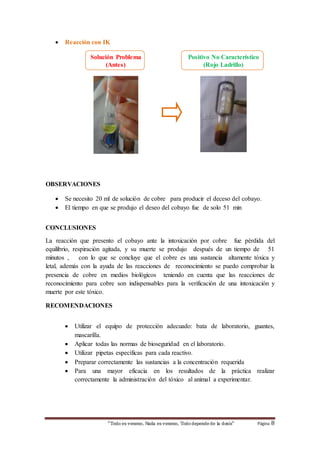  Reacción con IK 
Solución Problema 
(Antes) 
Positivo No Característico 
(Rojo Ladrillo) 
“Todo es veneno, Nada es veneno, Todo depende de la dosis“ Página 8 
OBSERVACIONES 
 Se necesito 20 ml de solución de cobre para producir el deceso del cobayo. 
 El tiempo en que se produjo el deseo del cobayo fue de solo 51 min 
CONCLUSIONES 
La reacción que presento el cobayo ante la intoxicación por cobre fue pérdida del 
equilibrio, respiración agitada, y su muerte se produjo después de un tiempo de 51 
minutos , con lo que se concluye que el cobre es una sustancia altamente tóxica y 
letal, además con la ayuda de las reacciones de reconocimiento se puedo comprobar la 
presencia de cobre en medios biológicos teniendo en cuenta que las reacciones de 
reconocimiento para cobre son indispensables para la verificación de una intoxicación y 
muerte por este tóxico. 
RECOMENDACIONES 
 Utilizar el equipo de protección adecuado: bata de laboratorio, guantes, 
mascarilla. 
 Aplicar todas las normas de bioseguridad en el laboratorio. 
 Utilizar pipetas específicas para cada reactivo. 
 Preparar correctamente las sustancias a la concentración requerida 
 Para una mayor eficacia en los resultados de la práctica realizar 
correctamente la administración del tóxico al animal a experimentar. 
 