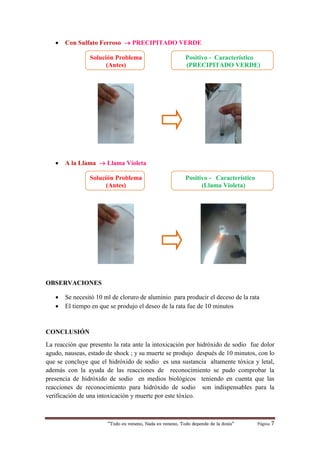 “Todo es veneno, Nada es veneno, Todo depende de la dosis“ Página 7
 Con Sulfato Ferroso  PRECIPITADO VERDE
Solución Problema
(Antes)
Positivo - Característico
(PRECIPITADO VERDE)
 A la Llama  Llama Violeta
Solución Problema
(Antes)
Positivo - Característico
(Llama Violeta)
OBSERVACIONES
 Se necesitó 10 ml de cloruro de aluminio para producir el deceso de la rata
 El tiempo en que se produjo el deseo de la rata fue de 10 minutos
CONCLUSIÓN
La reacción que presento la rata ante la intoxicación por hidróxido de sodio fue dolor
agudo, nauseas, estado de shock ; y su muerte se produjo después de 10 minutos, con lo
que se concluye que el hidróxido de sodio es una sustancia altamente tóxica y letal,
además con la ayuda de las reacciones de reconocimiento se pudo comprobar la
presencia de hidróxido de sodio en medios biológicos teniendo en cuenta que las
reacciones de reconocimiento para hidróxido de sodio son indispensables para la
verificación de una intoxicación y muerte por este tóxico.
 
