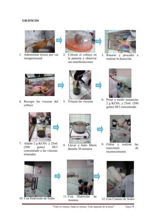 “Todo es veneno, Nada es veneno, Todo depende de la dosis“ Página 4
GRÁFICOS
1. Administrar tóxico por vía
intraperitoneal
2. Colocar el cobayo en
la panema y observar
sus manifestaciones
3. Rasurar y proceder a
realizar la disección
4. Recoger las vísceras del
cobayo
5. Triturar las vísceras
6. Pesar y medir sustancias
2 g KClO3 y 25ml (500
gotas) HCl concentrado
7. Añadir 2 g KClO3 y 25ml
(500 gotas) HCl
concentrado a las vísceras
trituradas
8. Llevar a baño María
durante 30 minutos
9. Filtrar y realizar las
reacciones de
reconocimiento
10. Con Hidróxido de Sodio
11. Con Hidróxido de
Amonio 12. Con Cianuro de Sodio
 