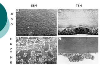 B S S E N Z Y M E SEM TEM 