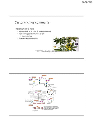 16-04-2018
Castor (ricinus communis)
• Toxalbumen  ricin
• Inhibits RNA of GI cells  severe diarrhea
• Hemorrhagic inflammation of GIT
• Bloody diarrhea,
• Powder  conjunctivitis
TONY SCARIA 2010 KMC
TONY SCARIA 2010 KMC
 