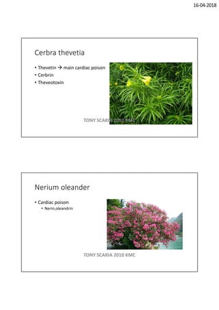 16-04-2018
Cerbra thevetia
• Thevetin  main cardiac poison
• Cerbrin
• Theveotoxin
TONY SCARIA 2010 KMC
Nerium oleander
• Cardiac poison
• Nerin,oleandrin
TONY SCARIA 2010 KMC
 