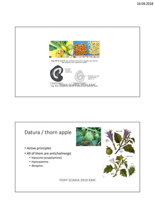 16-04-2018
TONY SCARIA 2010 KMC
Datura / thorn apple
• Active principles
• All of them are anticholinergic
• Hyoscine (scopolamine)
• Hyoscyamine
• Atropine.
TONY SCARIA 2010 KMC
 