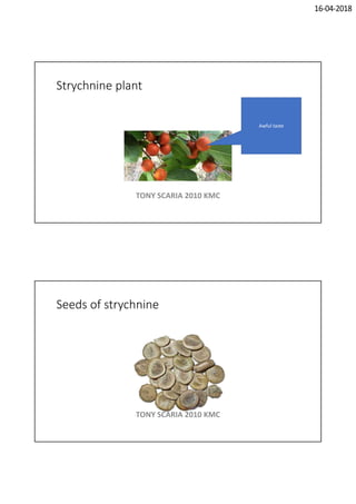 16-04-2018
Strychnine plant
Awful taste
TONY SCARIA 2010 KMC
Seeds of strychnine
TONY SCARIA 2010 KMC
 