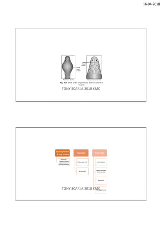 16-04-2018
TONY SCARIA 2010 KMC
Hydrophidae
 sea snakes
Myotoxic /
rhabdomyolysis
/polymyositis /
muscle weakness
Elapidae
Cobra and krait
Neurotoxic
Viperidae
Haematotoxic
Oozing of blood
from the site
Hematuria
HemoglobinuriaTONY SCARIA 2010 KMC
 