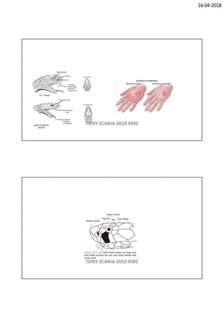 16-04-2018
TONY SCARIA 2010 KMC
TONY SCARIA 2010 KMC
 