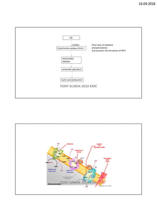 16-04-2018
CN-
Cytochrome oxidase (Fe3+)
Inhibits (final step of oxidative
phosphorylation
and prevents the formation of ATP)
HISTOTOXIC
ANOXIA
anaerobic glycolysis
lactic acid production
TONY SCARIA 2010 KMC
TONY SCARIA 2010 KMC
 