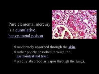 Pure elemental mercury
is a cumulative
heavy-metal poison
moderately absorbed through the skin,
rather poorly absorbed through the
gastrointestinal tract
readily absorbed as vapor through the lungs.
 