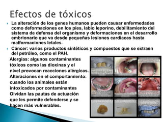  La alteración de los genes humanos pueden causar enfermedades
  como deformaciones en los pies, labio leporino, debilitamiento del
  sistema de defensa del organismo y deformaciones en el desarrollo
  embrionario que va desde pequeñas lesiones cardiacas hasta
  malformaciones letales.
 Cáncer: varios productos sintéticos y compuestos que se extraen
  del petróleo, como el PAH.
 Alergias: algunos contaminantes
 tóxicos como las dioxinas y el
 nivel provocan reacciones alérgicas.
 Alteraciones en el comportamiento:
 cuando los animales están
 intoxicados por contaminantes
 Olvidan las pautas de actuación
 que les permite defenderse y se
 hacen más vulnerables.
 