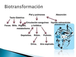 Piel y pulmones            Absorción
    Tacto Gástrico

                     Circulación sanguínea   liquido extracelular.
Fecas. Bilis. Hígado,     y linfática.
            metabolismo.


               Depósitos.   Riñón.   Pulmón.



                        Orina.   Aire espirado.
 