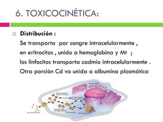 Toxicidad cd (definitivo) (2)