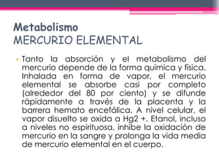 Metabolismo 
MERCURIO ELEMENTAL 
• Tanto la absorción y el metabolismo del 
mercurio depende de la forma química y física....