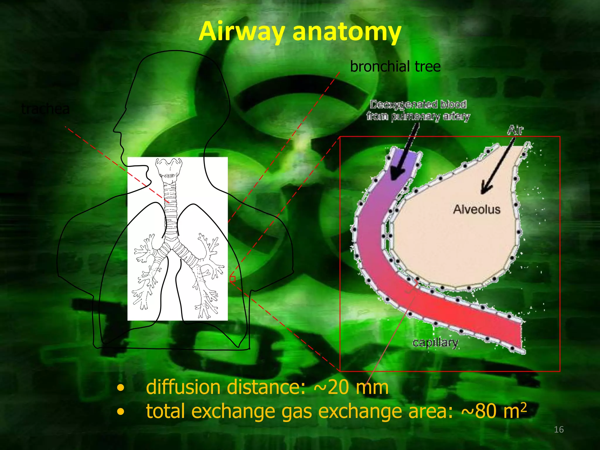 Airway anatomy
                                   bronchial tree

trachea




          •   diffusion distance: ~20 mm
          •   total exchange gas exchange area: ~80 m2
                                                         16
 
