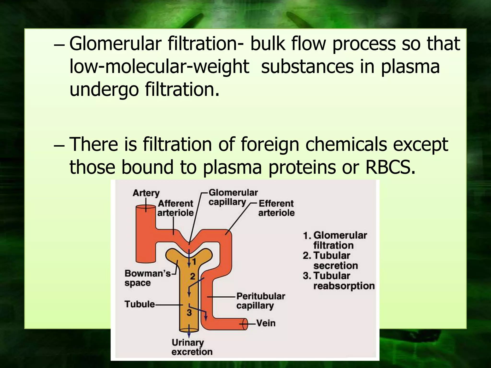 – Glomerular filtration- bulk flow process so that
  low-molecular-weight substances in plasma
  undergo filtration.

– There is filtration of foreign chemicals except
  those bound to plasma proteins or RBCS.
 