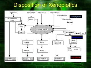 Disposition of Xenobiotics
    Ingesti on                 Inhal ation     Intravenous     Intraperitoneal
                                                                          Subcutaneous
                                                                                                absorption
Gastrointestinal                    Lung                                           Intramuscular
     tract
                                                                                          Der mal

                   Liver

                                             Blood and lymph

                   Bile                                                                  extracellular          f at
                                                                                             f luid

                                                                                                   distribution
                                                                                                 body
                           Kidney                  Lung               Secretory                 organs
                                                                      Structures


                                                                                            soft
                                                                                           tissue        bone
                           Bladder                Alveoli



                                                                                                   excretion
 f eces                     Urine                Expired Air           Secretions



                                                                                                                11
 