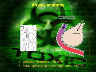 Airway anatomy
                                   bronchial tree

trachea




          •   diffusion distance: ~20 mm
          •   total exchange gas exchange area: ~80 m2
                                                         16
 