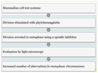 Mammalian cell test systems
Division stimulated with phytohemagglutin
Division arrested in metaphase using a spindle inhibitor
Evaluation by light microscopy
Increased number of aberrations in metaphase chromosomes
 
