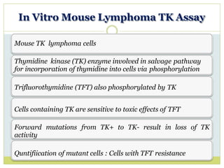 In Vitro Mouse Lymphoma TK Assay
Mouse TK lymphoma cells
Thymidine kinase (TK) enzyme involved in salvage pathway
for incorporation of thymidine into cells via phosphorylation
Trifluorothymidine (TFT) also phosphorylated by TK
Cells containing TK are sensitive to toxic effects of TFT
Forward mutations from TK+ to TK- result in loss of TK
activity
Quntifiication of mutant cells : Cells with TFT resistance
 