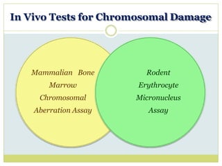 In Vivo Tests for Chromosomal Damage
Mammalian Bone
Marrow
Chromosomal
Aberration Assay
Rodent
Erythrocyte
Micronucleus
Assay
 