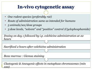 In-vivo cytogenetic assay
• One rodent species (preferably rat)
• Route of administration same as intended for humans
• 5 animals/sex/dose groups
• 3 dose levels, “solvent” and “positive” control (Cyclophosphamide)
Dosing on day 1 followed by i.p. colchicine administration at 22
hours
Sacrificed 2 hours after colchicine administration
Bone marrow : Giemsa staining
Clastogenic & Aneugenic effects in metaphase chromosomes (min
100)
 