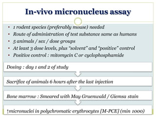 In-vivo micronucleus assay
• 1 rodent species (preferably mouse) needed
• Route of administration of test substance same as humans
• 5 animals / sex / dose groups
• At least 3 dose levels, plus “solvent” and “positive” control
• Positive control : mitomycin C or cyclophosphamide
Dosing : day 1 and 2 of study
Sacrifice of animals 6 hours after the last injection
Bone marrow : Smeared with May Gruenwald / Giemsa stain
↑micronuclei in polychromatic erythrocytes [M-PCE] (min 1000)
 