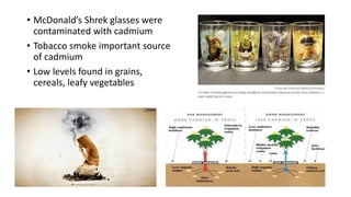• McDonald’s Shrek glasses were
contaminated with cadmium
• Tobacco smoke important source
of cadmium
• Low levels found in grains,
cereals, leafy vegetables
 