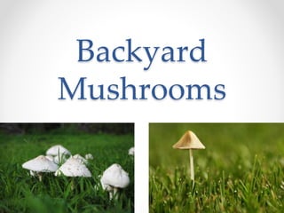 Backyard
Mushrooms
 