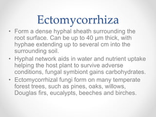 Ectomycorrhiza
• Form a dense hyphal sheath surrounding the
root surface. Can be up to 40 µm thick, with
hyphae extending up to several cm into the
surrounding soil.
• Hyphal network aids in water and nutrient uptake
helping the host plant to survive adverse
conditions, fungal symbiont gains carbohydrates.
• Ectomycorrhizal fungi form on many temperate
forest trees, such as pines, oaks, willows,
Douglas firs, eucalypts, beeches and birches.
 