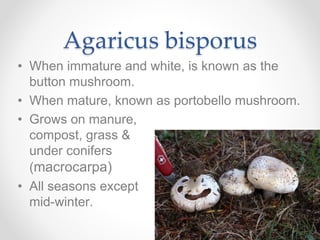 Agaricus bisporus
• When immature and white, is known as the
button mushroom.
• When mature, known as portobello mushroom.
• Grows on manure,
compost, grass &
under conifers
(macrocarpa)
• All seasons except
mid-winter.
 