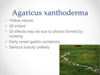 Agaricus xanthoderma
• Yellow stainer
• GI irritant
• GI effects may be due to phenol formed by
cooking
• Early onset gastric symptoms
• Serious toxicity unlikely
 