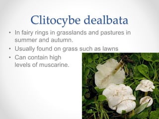 Clitocybe dealbata
• In fairy rings in grasslands and pastures in
summer and autumn.
• Usually found on grass such as lawns
• Can contain high
levels of muscarine.
 