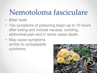Nemotoloma fasciculare
• Bitter taste
• The symptoms of poisoning begin up to 10 hours
after eating and include nausea, vomiting,
abdominal pain and in some cases death.
• May cause symptoms
similar to cyclopeptide
syndrome
 