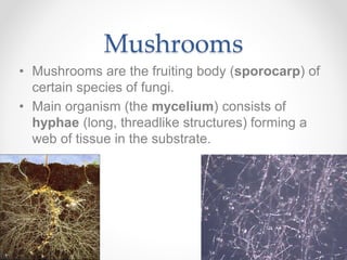 Mushrooms
• Mushrooms are the fruiting body (sporocarp) of
certain species of fungi.
• Main organism (the mycelium) consists of
hyphae (long, threadlike structures) forming a
web of tissue in the substrate.
 