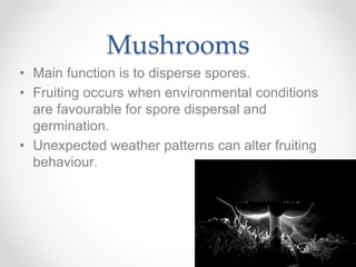 Mushrooms
• Main function is to disperse spores.
• Fruiting occurs when environmental conditions
are favourable for spore dispersal and
germination.
• Unexpected weather patterns can alter fruiting
behaviour.
 