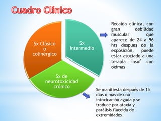 Sx
Intermedio
Sx de
neurotoxicidad
crónico
Sx Clásico
o
colinérgico
Recaida clínica, con
gran debilidad
muscular que
aparece de 24 a 96
hrs despues de la
exposición, puede
estar asociado a una
terapia insuf con
oximas
Se manifiesta después de 15
días o mas de una
intoxicación aguda y se
traduce por ataxia y
parálisis fláccida de
extremidades
 