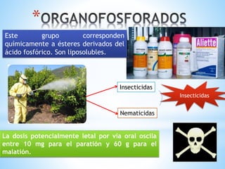 *
Este grupo corresponden
químicamente a ésteres derivados del
ácido fosfórico. Son liposolubles.
Insecticidas
Nematicidas
Insecticidas
La dosis potencialmente letal por vía oral oscila
entre 10 mg para el paratión y 60 g para el
malatión.
 