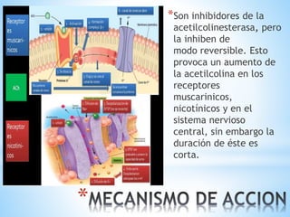 *
*Son inhibidores de la
acetilcolinesterasa, pero
la inhiben de
modo reversible. Esto
provoca un aumento de
la acetilcolina en los
receptores
muscarinicos,
nicotínicos y en el
sistema nervioso
central, sin embargo la
duración de éste es
corta.
 