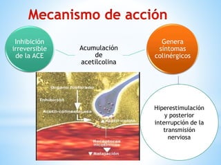 Inhibición
irreversible
de la ACE
Acumulación
de
acetilcolina
Genera
síntomas
colinérgicos
Hiperestimulación
y posterior
interrupción de la
transmisión
nerviosa
 