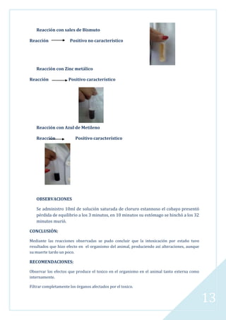 Reacción con sales de Bismuto
Reacción

Positivo no característico

Reacción con Zinc metálico
Reacción

Positivo característico

Reacción con Azul de Metileno
Reacción

Positivo característico

OBSERVACIONES
Se administro 10ml de solución saturada de cloruro estannoso el cobayo presentó
pérdida de equilibrio a los 3 minutos, en 10 minutos su estómago se hinchó a los 32
minutos murió.
CONCLUSIÓN:
Mediante las reacciones observadas se pudo concluir que la intoxicación por estaño tuvo
resultados que hizo efecto en el organismo del animal, produciendo así alteraciones, aunque
su muerte tardo un poco.

RECOMENDACIONES:
Observar los efectos que produce el toxico en el organismo en el animal tanto externa como
internamente.
Filtrar completamente los órganos afectados por el toxico.

13

 