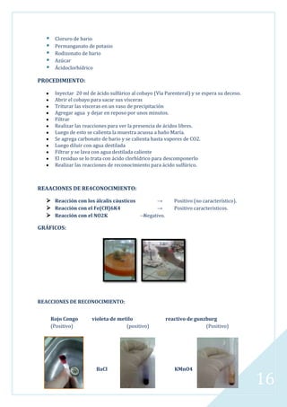 





Cloruro de bario
Permanganato de potasio
Rodizonato de bario
Azúcar
Ácidoclorhídrico

PROCEDIMIENTO:
Inyectar 20 ml de ácido sulfúrico al cobayo (Vía Parenteral) y se espera su deceso.
Abrir el cobayo para sacar sus vísceras
Triturar las vísceras en un vaso de precipitación
Agregar agua y dejar en reposo por unos minutos.
Filtrar
Realizar las reacciones para ver la presencia de ácidos libres.
Luego de esto se calienta la muestra acuosa a baño María.
Se agrega carbonato de bario y se calienta hasta vapores de CO2.
Luego diluir con agua destilada
Filtrar y se lava con agua destilada caliente
El residuo se lo trata con ácido clorhídrico para descomponerlo
Realizar las reacciones de reconocimiento para ácido sulfúrico.

REAACIONES DE RE4CONOCIMIENTO:
 Reacción con los álcalis cáusticos
→
 Reacción con el Fe(CH)6K4
→
 Reacción con el NO2K
→
Negativo.

Positivo (no característico).
Positivo caracteristicos.

GRÁFICOS:

REACCIONES DE RECONOCIMIENTO:
Rojo Congo
(Positivo)

violeta de metilo
(positivo)

BaCl

reactivo de gunzburg
(Positivo)

KMnO4

16

 