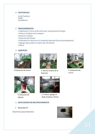  SUSTANCIAS
Acido Tartárico
NaOH
AcidoNitrico

 PROCEDIMIENTO
• Administrar 5 ml de acido nítrico por vía peritoneal al cobayo
• Colocar al cobayo en la campana
• Rasurar el cobayo
• Disección del cobayo.
• Colocando las vísceras en el recipiente adecuado (Vaso de precipitación).
• Agregar agua y dejar en reposo por 30 minutos
• Filtrar

 GRÁFICOS


1.Colocación del animal

4. Extracción de
órganos

2. Rasurar la parte de la
disección.

3. Colocación del
animal

5. Triturar, agregar el
Ácido Tartárico y Perlas

 REACCIONES DE RECONOCIMIENTO
Reacción #1
POSITIVO CARACTERISTICO

21

 