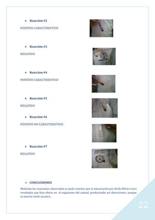 Reacción #2
POSITIVO CARACTERISTICO

Reacción #3
NEGATIVO

Reaccion #4
POSITIVO CARACTERISTICO

Reacción #5
NEGATIVO
Reacción #6
POSITIVO NO CARACTERISTICO

Reacción #7
NEGATIVO

 CONCLUSIONES
Mediante las reacciones observadas se pudo concluir que la intoxicación por Acido Nitrico tuvo
resultados que hizo efecto en el organismo del animal, produciendo así alteraciones, aunque
su muerte tardo un poco.

22

 