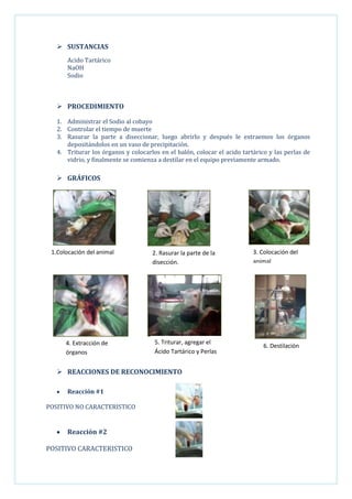  SUSTANCIAS
Acido Tartárico
NaOH
Sodio

 PROCEDIMIENTO
1. Administrar el Sodio al cobayo
2. Controlar el tiempo de muerte
3. Rasurar la parte a diseccionar, luego abrirlo y después le extraemos los órganos
depositándolos en un vaso de precipitación.
4. Triturar los órganos y colocarlos en el balón, colocar el acido tartárico y las perlas de
vidrio, y finalmente se comienza a destilar en el equipo previamente armado.

 GRÁFICOS


1.Colocación del animal

4. Extracción de
órganos

2. Rasurar la parte de la
disección.

3. Colocación del
animal

5. Triturar, agregar el
Ácido Tartárico y Perlas

6. Destilación

 REACCIONES DE RECONOCIMIENTO
Reacción #1
POSITIVO NO CARACTERISTICO

Reacción #2
POSITIVO CARACTERISTICO

 