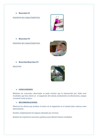 Reacción #3
POSITIVO NO CARACTERISTICO

Reaccion #4
POSITIVO NO CARACTERISTICO

Reacción Reaccion #5
NEGATIVO

 CONCLUSIONES
Mediante las reacciones observadas se pudo concluir que la intoxicación por Sodio tuvo
resultados que hizo efecto en el organismo del animal, produciendo así alteraciones, aunque
su muerte tardo un poco.

 RECOMENDACIONES
Observar los efectos que produce el toxico en el organismo en el animal tanto externa como
internamente.
Destilar completamente los órganos afectados por el toxico.
Realizar las respectivas reacciones químicas para obtener buenos resultados.

 