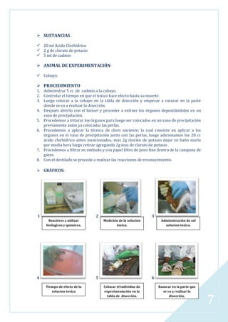  SUSTANCIAS
 20 ml Acido Clorhídrico
 2 g de clorato de potasio
 5 ml de cadmio

 ANIMAL DE EXPERIMENTACIÓN
 Cobayo.

 PROCEDIMIENTO

1. Administrar 5 cc de cadmio a la cobayo.
2. Controlar el tiempo en que el toxico hace efecto hasta su muerte.
3. Luego colocar a la cobayo en la tabla de disección y empezar a rasurar en la parte
donde se va a realizar la disección.
4. Después abrirlo con el bisturí y proceder a extraer los órganos depositándolos en un
vaso de precipitación.
5. Procedemos a triturar los órganos para luego ser colocados en un vaso de precipitación
previamente antes ya colocadas las perlas.
6. Procedemos a aplicar la técnica de cloro naciente; la cual consiste en aplicar a los
órganos en el vaso de precipitación junto con las perlas, luego adicionamos los 20 cc
ácido clorhídrico antes mencionados, mas 2g clorato de potasio dejar en baño maría
por media hora luego retirar agregando 2g mas de clorato de potasio .
7. Procedemos a filtrar en embudo y con papel filtro de poro fino dentro de la campana de
gases.
8. Con el destilado se procede a realizar las reacciones de reconocimiento.
 GRÁFICOS:

1

2
Reactivos a utilizar
biologicos y quimicos.

4

3
Medición de la solucion
toxica.

5
Tiempo de efecto de la
solucion toxica

Administración de sol
solucion toxica.

6
Colocar el individuo de
experimentación en la
tabla de disección.

Rasurar en la parte que
se va a realizar la
disección.

7

 